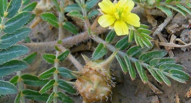 Çoban Çökerten Bitkisi