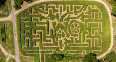 Corn Maze (Mısır Labirenti)