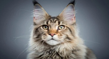 Maine Coon Kedisi