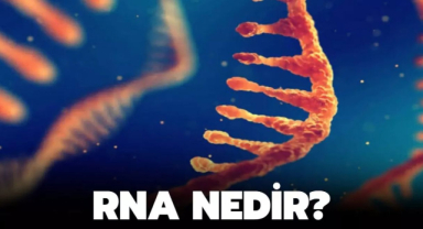 RNA Nedir? İşlevleri ve Özellikleri Nelerdir?