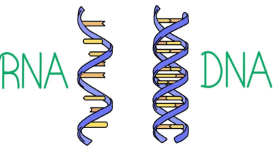 RNA ve DNA Arasındaki Farklar