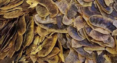 Açlık Otu Nedir? Açlık Otu Faydaları Nelerdir Nasıl Kullanılır?