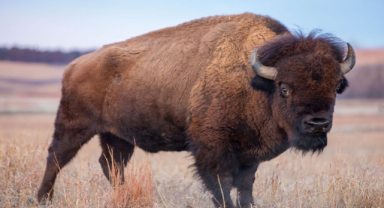 Amerika Bizonu