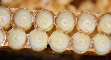 Arı Sütü Nedir? Arı Sütünün Besin Maddeleri Nelerdir?