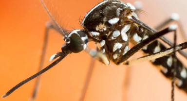 Asya Kaplan Sivrisineği (Aedes albopictus)