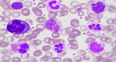 Bazofil Nedir? Bazofillerin Başlıca İşlevleri?