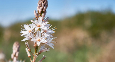 Çiriş Otu Nedir? Çiriş Otu Faydaları? Çiriş otu nasıl kullanılır?