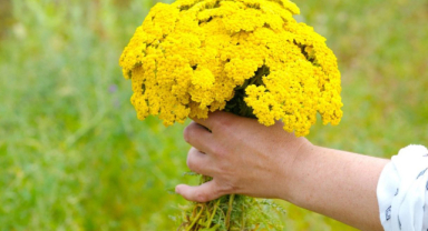 Civan Perçemi Nedir? Civan Perçemi Faydaları ve Yan Etkileri Nelerdir?