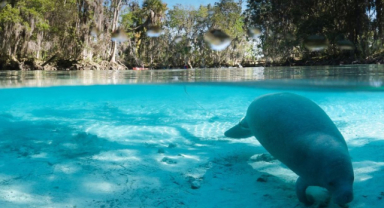 Crystal River, Florida