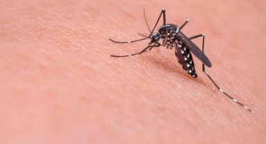 Dang Virüsü (Dang Humması) Nedir? En Yaygın Belirtileri Nelerdir?