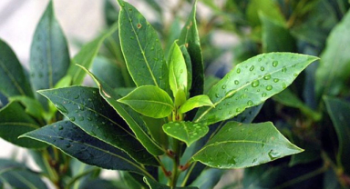 Defne Yaprağı Nedir? Defne Yaprağının Faydaları Nelerdir?