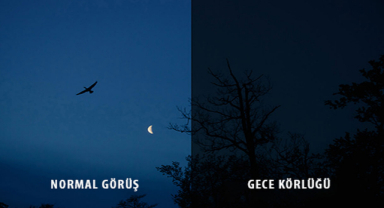 Gece Körlüğü Nedir?