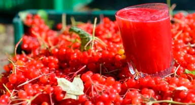 Gilaburu Nedir? Gilaburu Meyvesinin Faydaları Nelerdir?