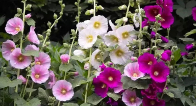 Hatmi Çiçeği Nedir? Hatmi Çiçeğinin Faydaları Nelerdir?