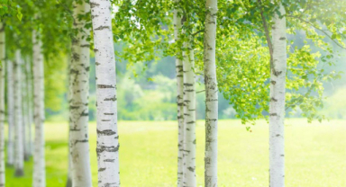 Huş Ağacı Nedir? Huş Ağacı Faydaları ve Özellikleri Nelerdir?