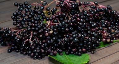 Kara Mürver Nedir? Kara Mürverin Faydaları Nelerdir?