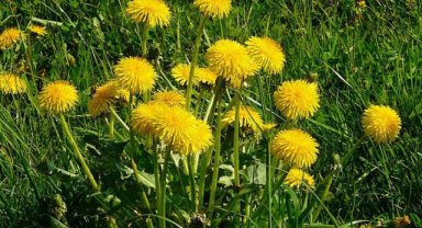 Karahindiba Nedir? Karahindiba Faydaları Nelerdir?