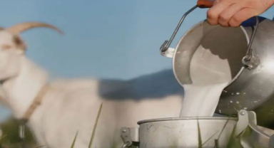 Keçi Sütü Nedir? Keçi Sütünün Faydaları Nelerdir?