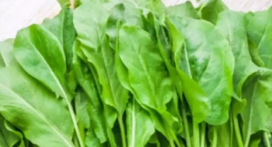 Kuzu Kulağı Bitkisi Nedir? Kuzu Kulağının Faydaları Nelerdir?