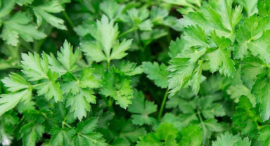 Maydanozun Faydaları