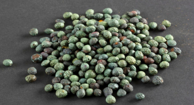 Menengiçin Faydaları Nelerdir?