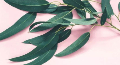 Okaliptus Nedir? Okaliptusun Faydaları Nelerdir?