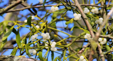 Ökse Otu Nedir? Ökse Otu Faydaları ve Olası Yan Etkileri Nelerdir?