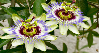 Passiflora Nedir? Passifloranın Faydaları ve Yan Etkileri Nelerdir?