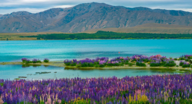 Tekapo Gölü, Yeni Zelanda