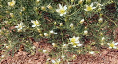 Üzerlik Otu Nedir? Üzerlik Otunun Faydaları Nelerdir?