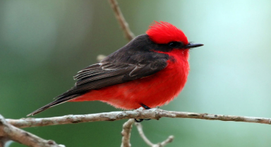 Vermilion Sinekkapan: Canlı Bir Kuş