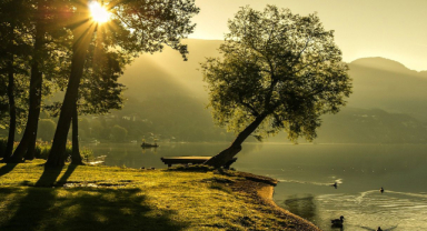 Ağaçlarla İlgili Güzel Sözler