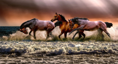 At İle İlgili Sözler