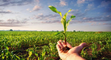 Ata Tohumu Nedir? Özellikleri Nelerdir?