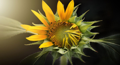 Ayçiçeği İle İlgili Sözler