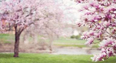 Bahar İle İlgili Sözler