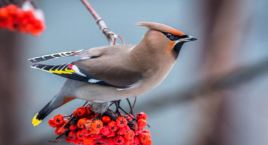 Bayağı İpekkuyruk Kuşu