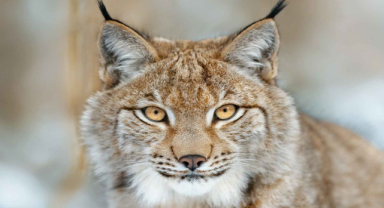 Bayağı Vaşak Ormanın Kralı ve Koruyucusu