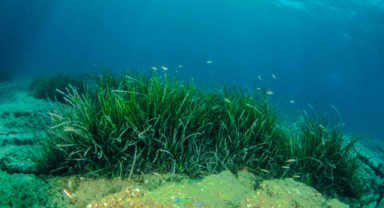 Deniz Çayırları Faydaları ve Tehditleri