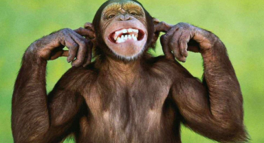 Dünya Maymunlar Günü