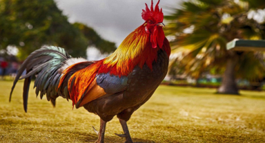 Horoz İle İlgili Sözler