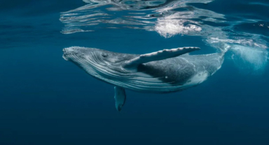 Kambur Balinalar Dünyanın En Muhteşem Deniz Canlılarından Biri