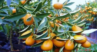 Kamkat Ağacı Tatlı ve Ekşi Bir Lezzetin Buluşması