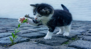 Kedi İle İlgili Sözler