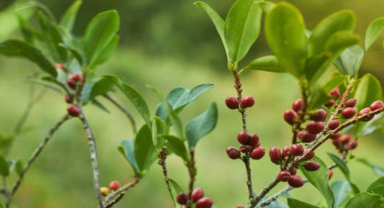 Koka Ağacı: Faydaları ve Zararları