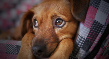 Köpek İle İlgili Sözler