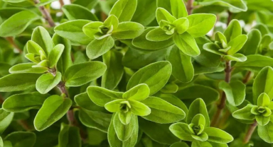 Mercanköşk Nedir? Faydaları Nelerdir?