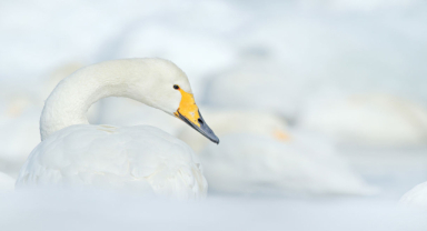 Ötücü Kuğu Beyaz Güzellik (Whooper Swan)