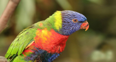 Papağan İle İlgili Sözler