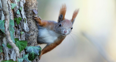 Sincap İle İlgili Sözler